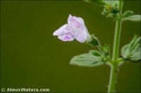 Clinopodium nepeta