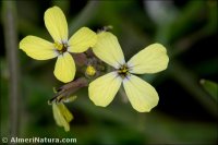 Coincya monensis
 subsp. cheiranthos