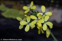 Coincya monensis
subsp. nevadensis