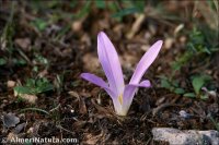 Colchicum montanum