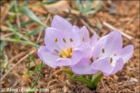 Colchicum tryphillum