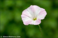 Convolvulus arvensis