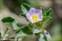 Convolvulus humilis