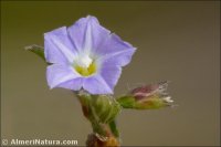 Convolvulus siculus