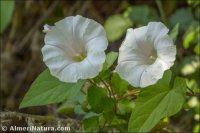 Convolvulus silvaticus