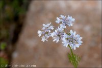 Coriandrum sativum