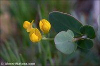 Coronilla scorpioides