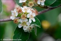 Cotoneaster granatensis