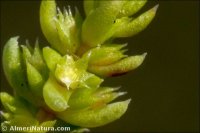 Crassula tillaea