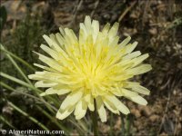 Crepis albida