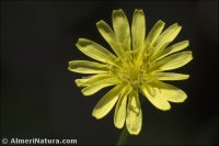 Crepis pulchra