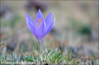 Crocus serotinus