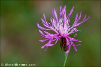 Crupina crupinastrum