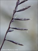 Ctenopsis gypsophila