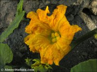 Cucurbita pepo