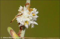 Cuscuta nivea