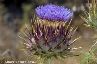 Cynara cardunculus
 ssp flavescens