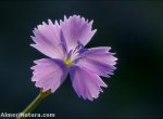 Dianthus charidemi