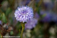 Globularia alypum