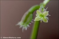 Galium murale