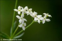 Galium nevadense