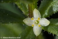 Galium verrucosum