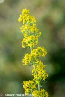 Galium verum