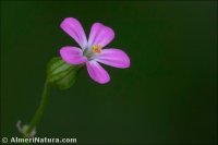 Geranium lucidum