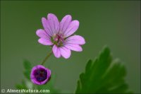 Geranium molle