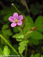 Geranium purpureum