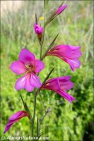 Gladiolus italicus