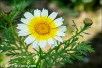 Glebionis coronaria var. discolor