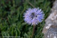 Globularia spinosa