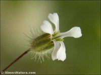 Gypsophila pilosa