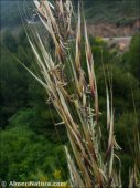 Macrochloa tenacissima