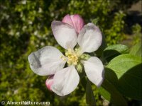 Malus domestica