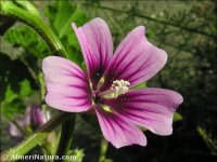 Malva durieui