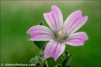 Malva multiflora