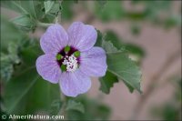 Malva subovata