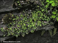 Marchantia polymorpha