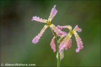 Matthiola fruticulosa