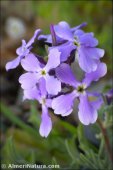 Matthiola tricuspidata