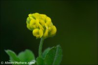 Medicago lupulina