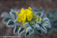 Medicago marina