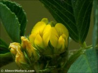 Medicago polymorpha