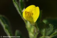 Medicago rigidula