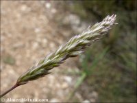 Melica magnolii