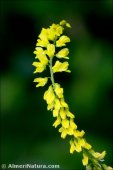 Melilotus officinalis