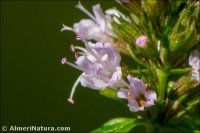 Mentha aquatica