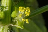 Mercurialis annua